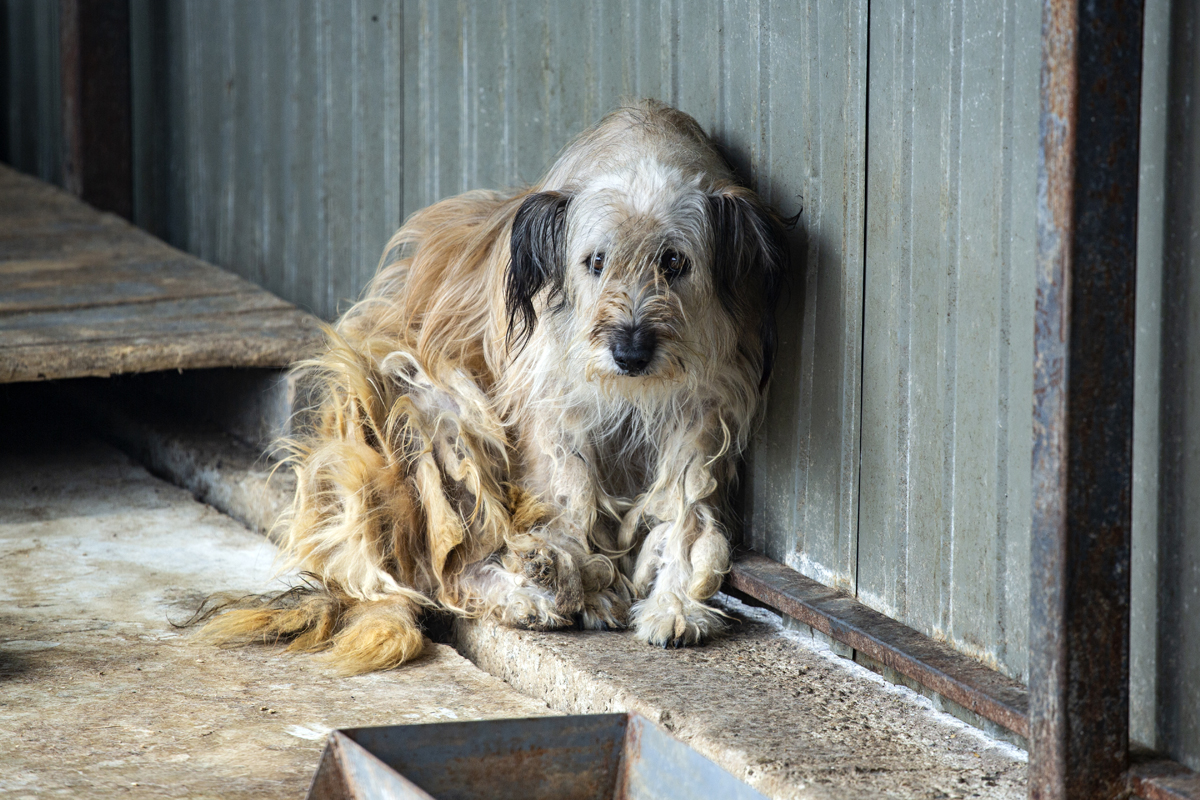 Why Are There So Many Homeless Dogs