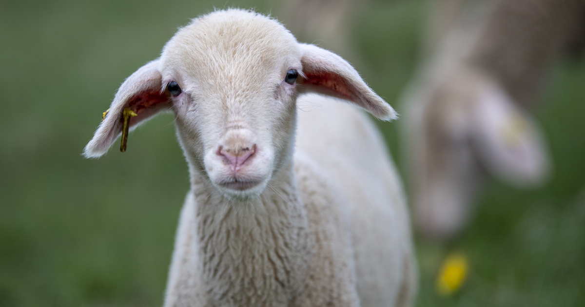 Help end Live Lamb Cutting | Donate now | FOUR PAWS INT