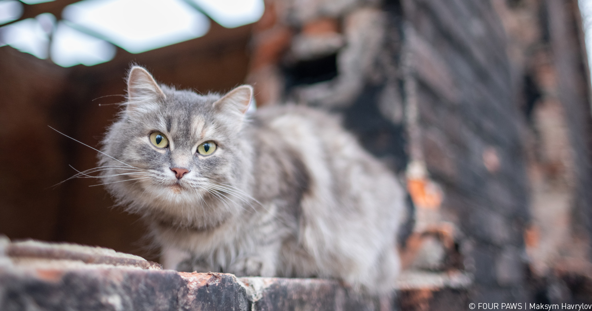 ukrainian-stray-cats-in-need-donate-now-four-paws-int